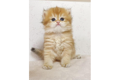 大人気の 邱宇ブリーダー｜子猫ブリーダーナビ 小物